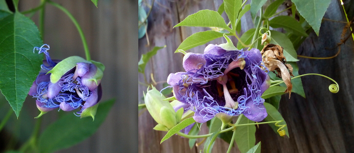 [Two photos spliced together. When fully open, this flower appears to have two sets of petals. One set which is very string-like is inside the more traditional petals. In the image on the left the many purple strings are visible amid the purple petals. Both sets are surrounded by the green stem holder. This one bloom is attached to a thin green branch. Several oval leaves from a nearby stem are beside the bloom. In the image on the right the center thicker windmill-like stamen are visible.]
